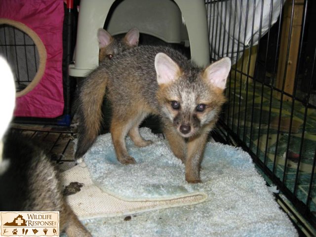 wildlife & Tattoo 039
